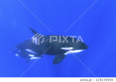 シャチの親子 129234950