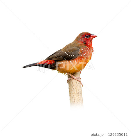 Colorful Yellow-bellied Avadavat perched on a stick, showing its vibrant red face, yellow belly, and white-spotted plumage in full detail. Colorful Yellow-bellied Avadavat perched on a stick, showing its vibrant red face, yellow belly, and white-spotted plumage in full detail. 129235011