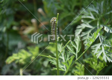 ニンジンの茎につかまるキアゲハの幼虫(前) 129235531