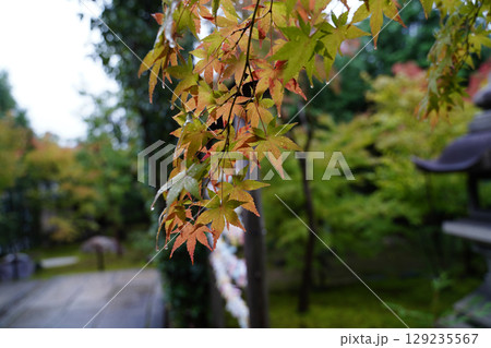 勝林寺境内の色づき始めた楓の葉 129235567