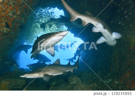 フィッシュロックケーブのサメ 129235893