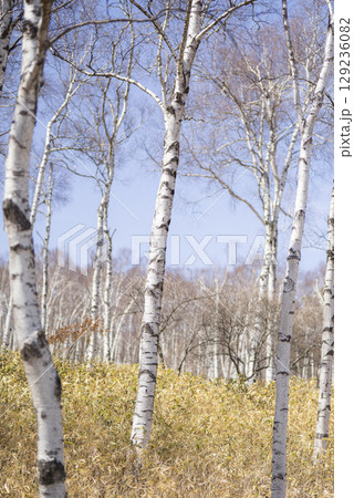 青空に映える春の白樺の森 129236082