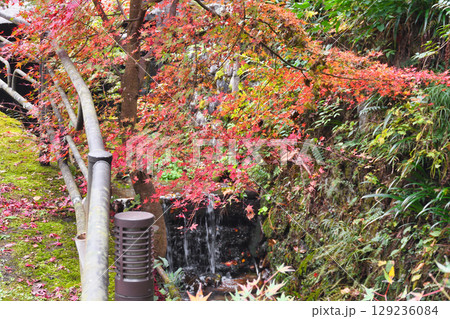 大原女の小径　美しい紅葉と呂川　（京都府京都市左京区） 129236084