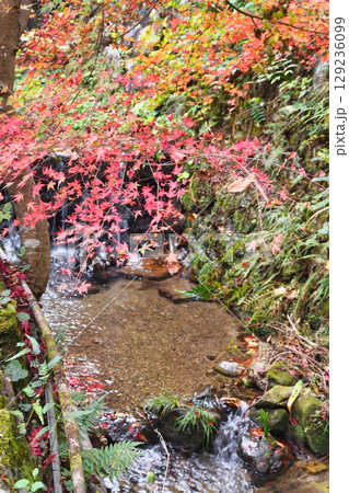 大原女の小径　美しい紅葉と呂川　（京都府京都市左京区） 129236099