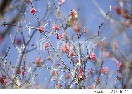 梅の花の蜜を吸うメジロ 129236144
