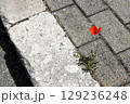 Single red poppy blooms through a crack in the concrete sidewalk. Nature shows resilience as urban life remains rigid 129236248