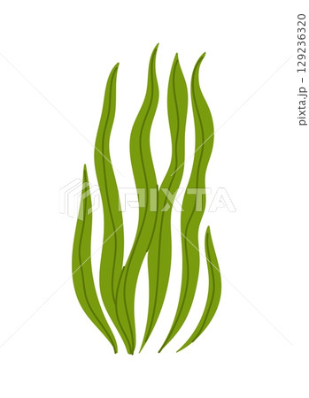 Tropical sea ocean water seaweed or algae. Tropical sea underwater isolated vector plant, coral reef aquatic wildlife algae. Aquarium water or ocean undersea flora seaweed 129236320