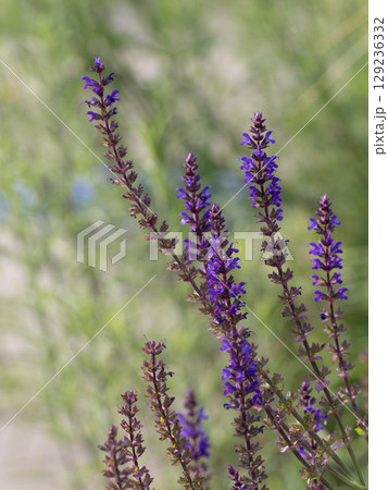 夏の花壇のサルビア・ネモローサ 129236332