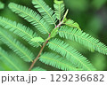 カワラケツメイの羽状複葉 129236682