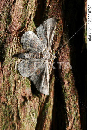 杉大木の幹に鱗粉の剥げた老成シャクガ科蛾成虫が羽を休める（アウトドアフィールド昆虫マクロ撮影） 129236702