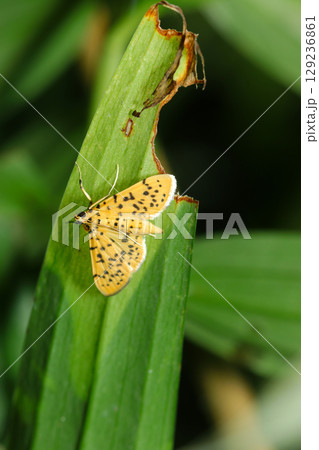 ススキの葉にとまるヒョウ柄のモモノゴマダラノメイガ成虫（自然環境下昆虫類マクロ撮影） 129236861