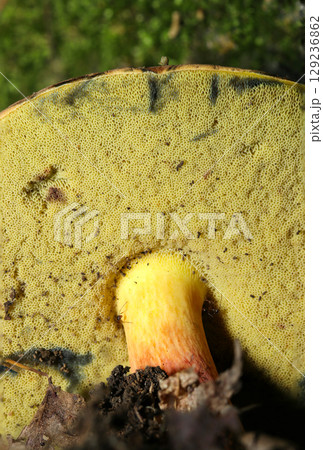 ミヤマイロガワリキノコの黄色い管孔面がアップ（自然下菌キノコ類マクロ撮影） 129236862