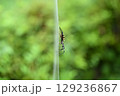 側面から見たコガネグモ（黄金蜘蛛） 129236867