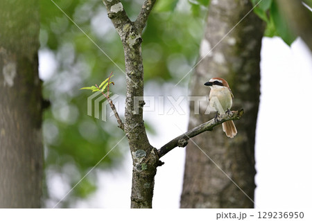 アカモズ①（北海道） 129236950