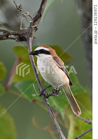 アカモズ⑯（北海道） 129236971