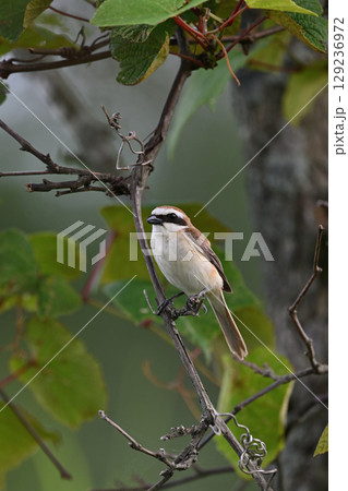 アカモズ⑰(北海道) アカモズ⑰(北海道) 129236972