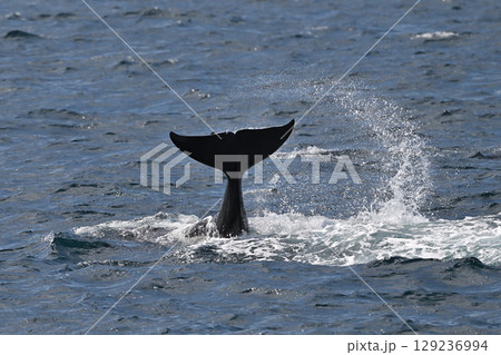 シャチ①（北海道） 129236994