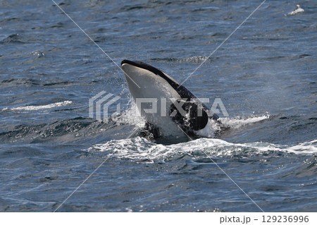 シャチ③（北海道） 129236996