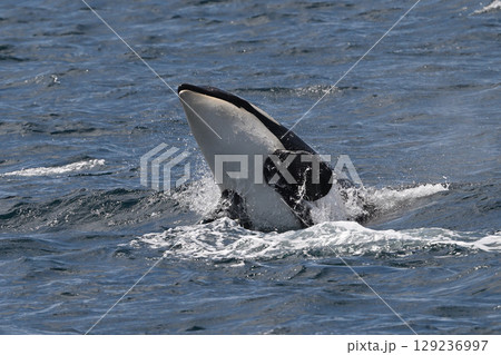 シャチ④（北海道） 129236997