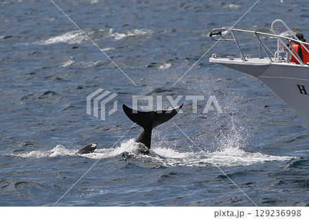 シャチ⑤（北海道） 129236998