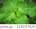 青紫蘇（大葉）の葉 129237420