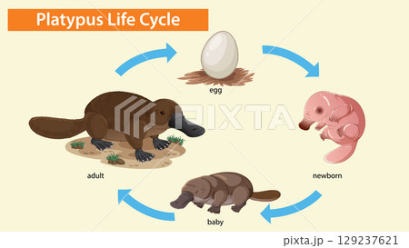 Platypus Life Cycle Stages Illustrated in Vector Art 129237621
