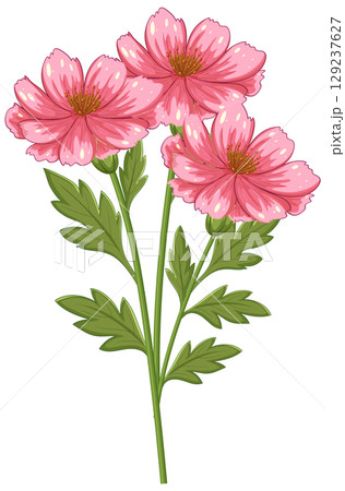 Vibrant Pink Cosmos Flower Vector Illustration Vibrant Pink Cosmos Flower Vector Illustration 129237627