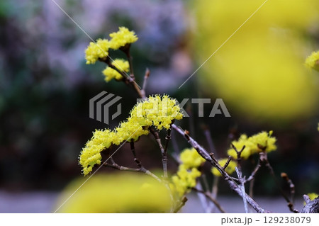 サンシュウ 129238079