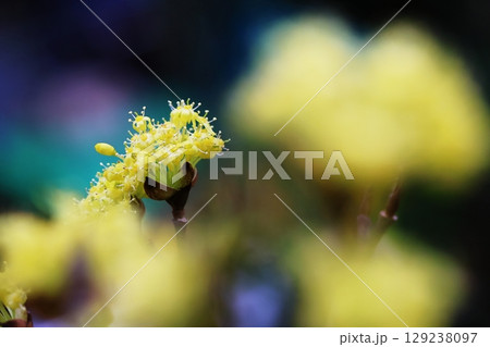 サンシュウ 129238097