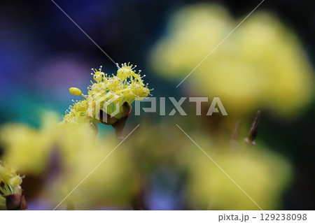 サンシュウ 129238098