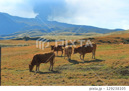 阿蘇山 中岳の噴煙と放牧中の牛(あか牛) 阿蘇山 中岳の噴煙と放牧中の牛(あか牛) 129238105