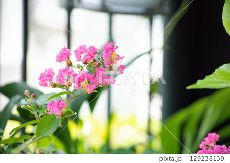 Top view of Crape Myrtle, focus selective 129238139