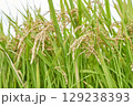 空と稲穂 129238393