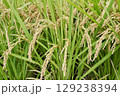 成長する稲 129238394