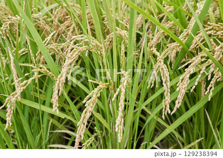 成長する稲 129238394