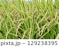 日本の米作り 129238395
