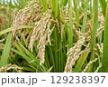 日本の稲穂 129238397