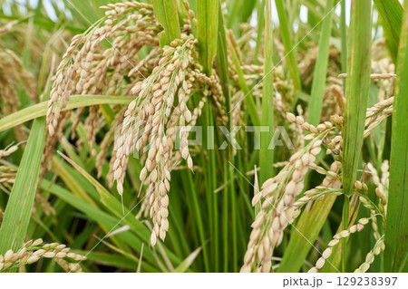 日本の稲穂 129238397
