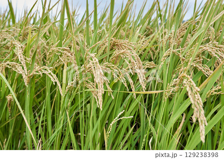 秋の田んぼの風景 129238398