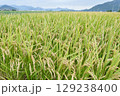 山間部の稲作 129238400