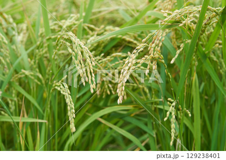 成長するイネ 129238401