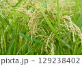 垂れ下がる稲穂 129238402