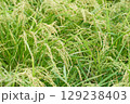 収穫間近の稲 129238403