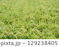 収穫間近の稲穂 129238405