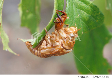 葉についたセミの抜け殻 葉についたセミの抜け殻 129238440