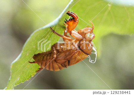 葉についたセミの抜け殻 129238441