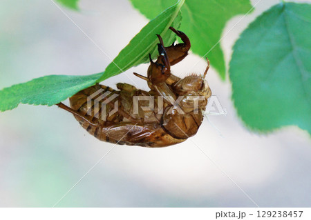 葉についたセミの抜け殻 葉についたセミの抜け殻 129238457
