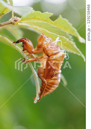 葉についたセミの抜け殻 129238466