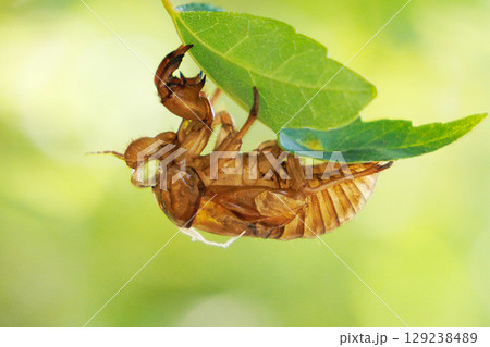 葉についたセミの抜け殻 葉についたセミの抜け殻 129238489
