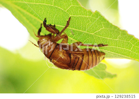 葉についたセミの抜け殻 葉についたセミの抜け殻 129238515
